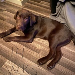 Meet your Posher, Annette